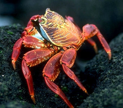 orange crab