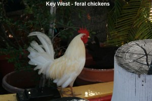 Feral Rooster